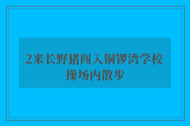 2米长野猪闯入铜锣湾学校 操场内散步