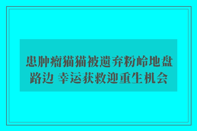 患肿瘤猫猫被遗弃粉岭地盘路边 幸运获救迎重生机会