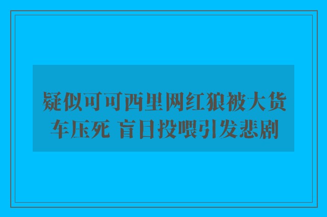 疑似可可西里网红狼被大货车压死 盲目投喂引发悲剧